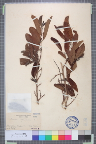 Specimen thumbnail